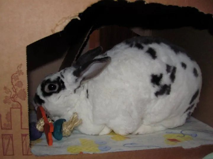 3 pc Fling Rabbit Toy