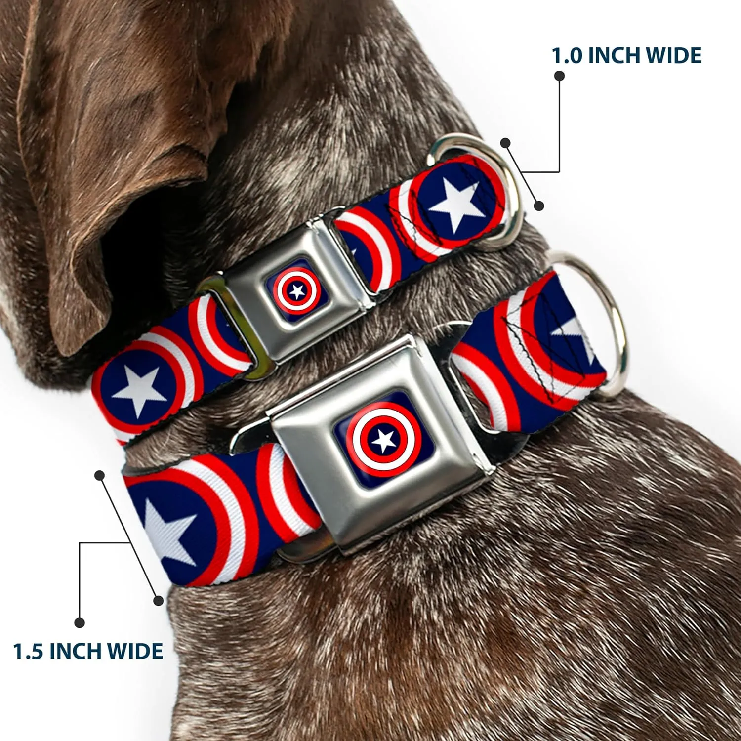Buckle-Down        , 