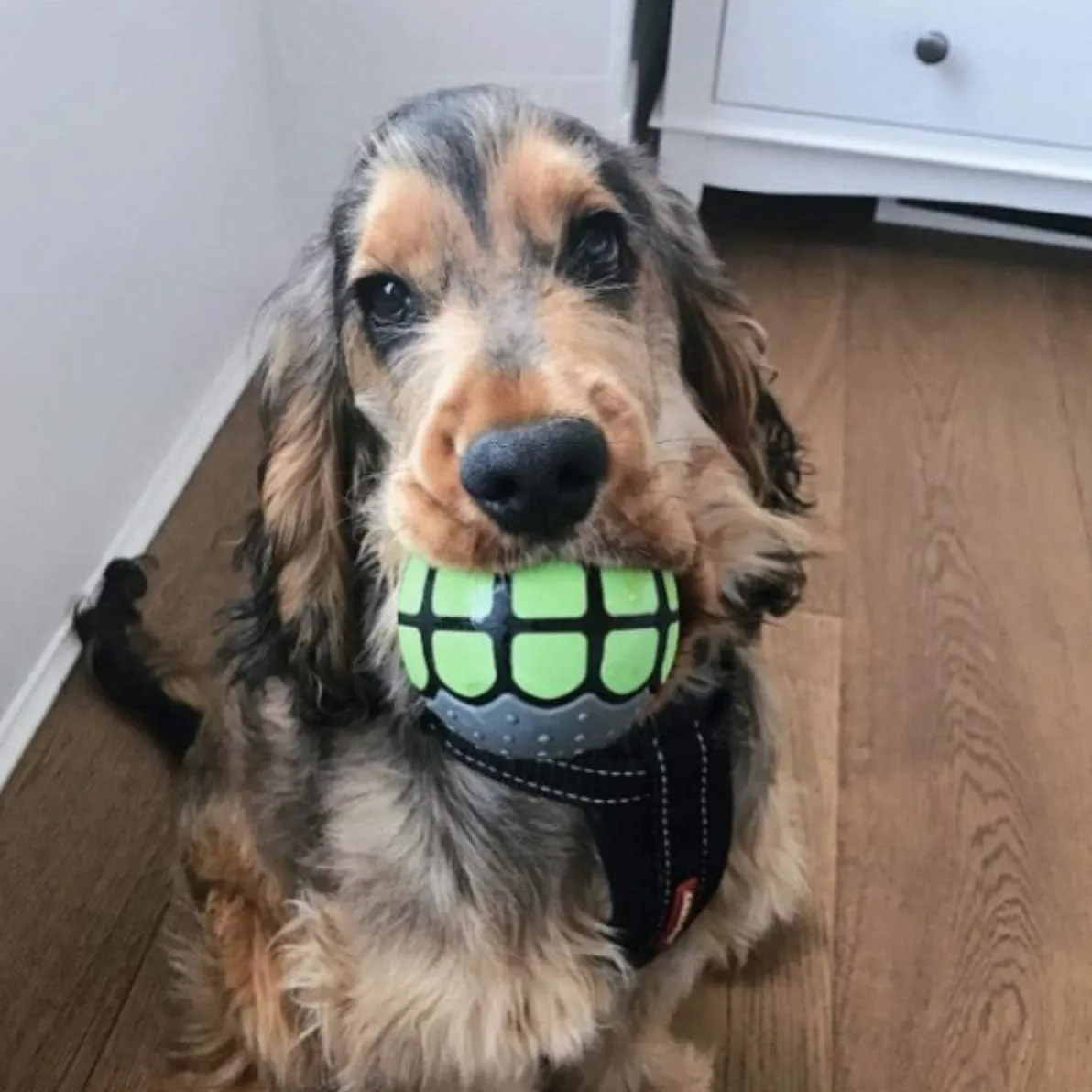 Dog Balls Toys Squeaky Fetch - Rubber Funny Ball Gifts for Large Medium Dogs (Variety Pack)