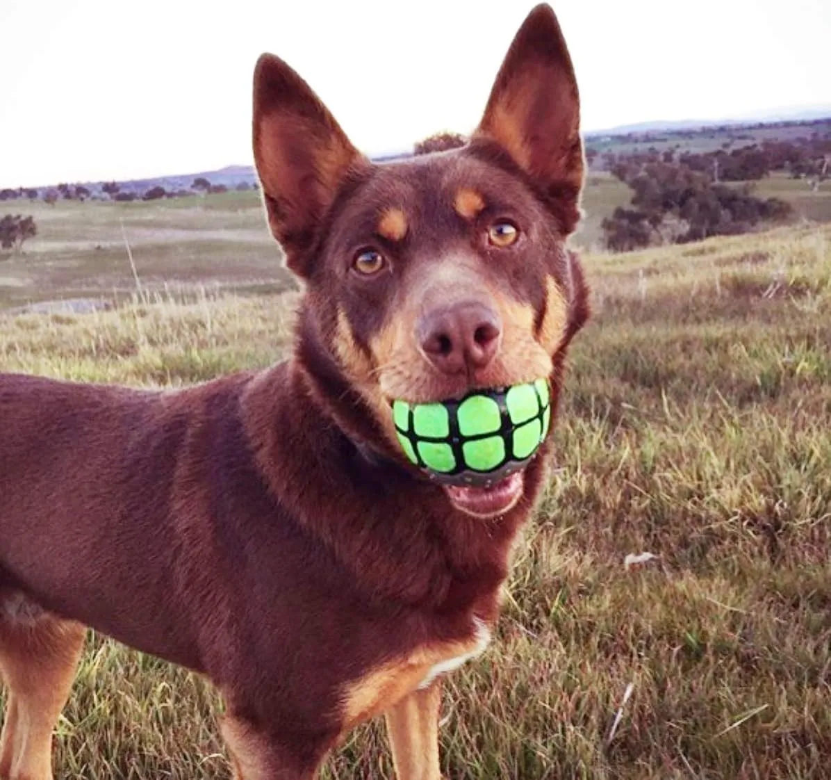 Dog Balls Toys Squeaky Fetch - Rubber Funny Ball Gifts for Large Medium Dogs (Variety Pack)