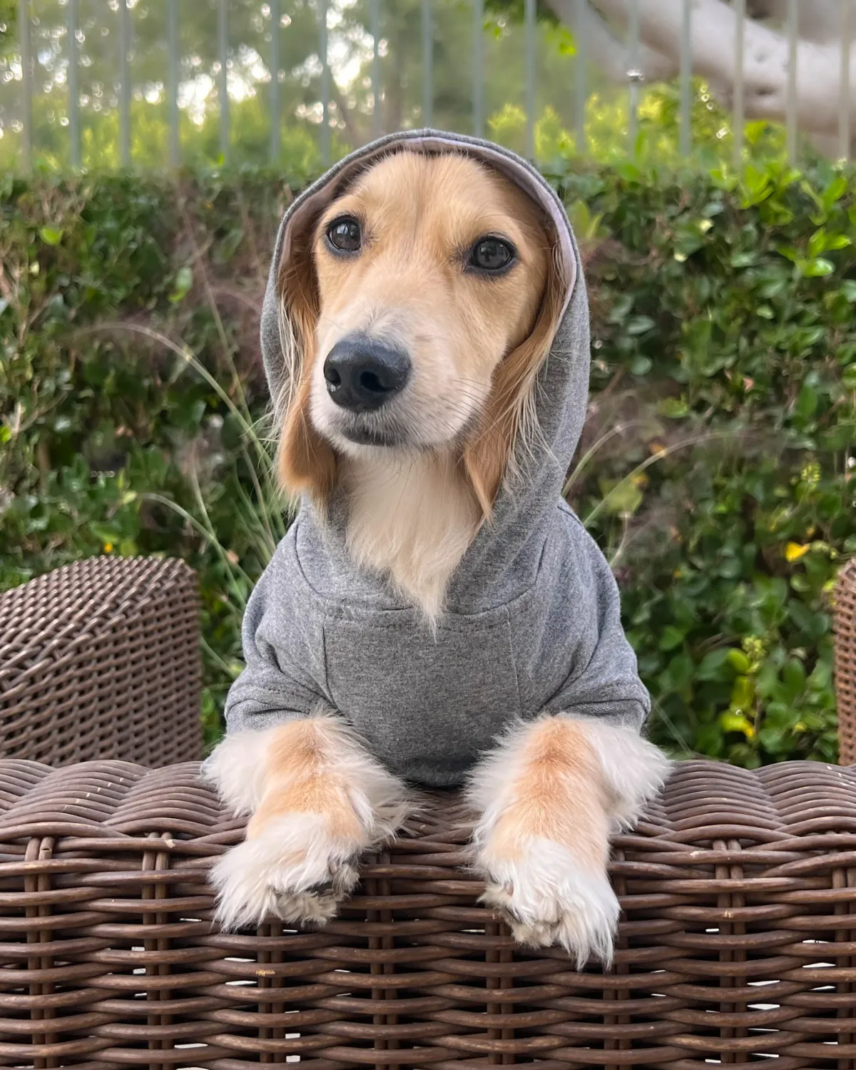 Dog Hoodie - Heather Gray