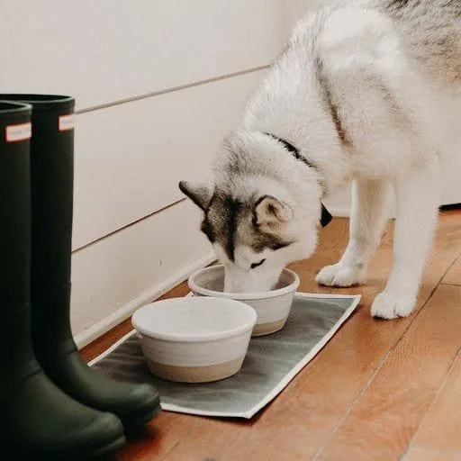 Farm Dog Bowl by Farmhouse Pottery
