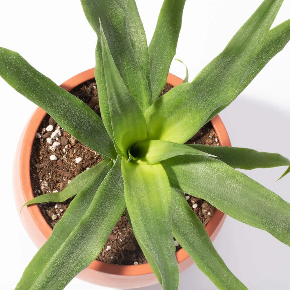 Golden Pineapple Plant