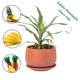Golden Pineapple Plant