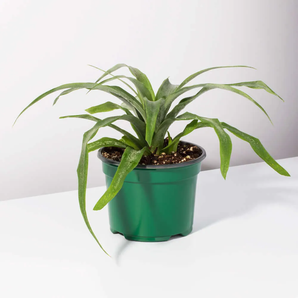 Golden Pineapple Plant