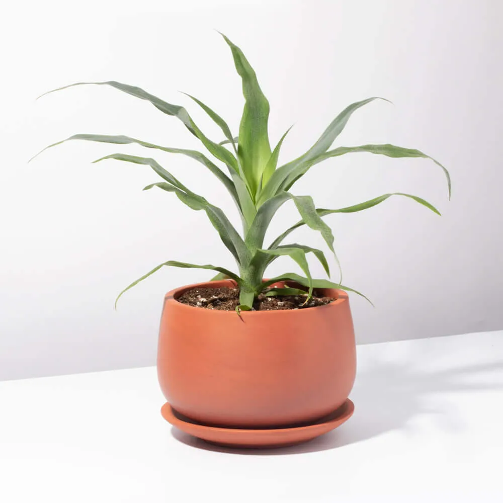 Golden Pineapple Plant