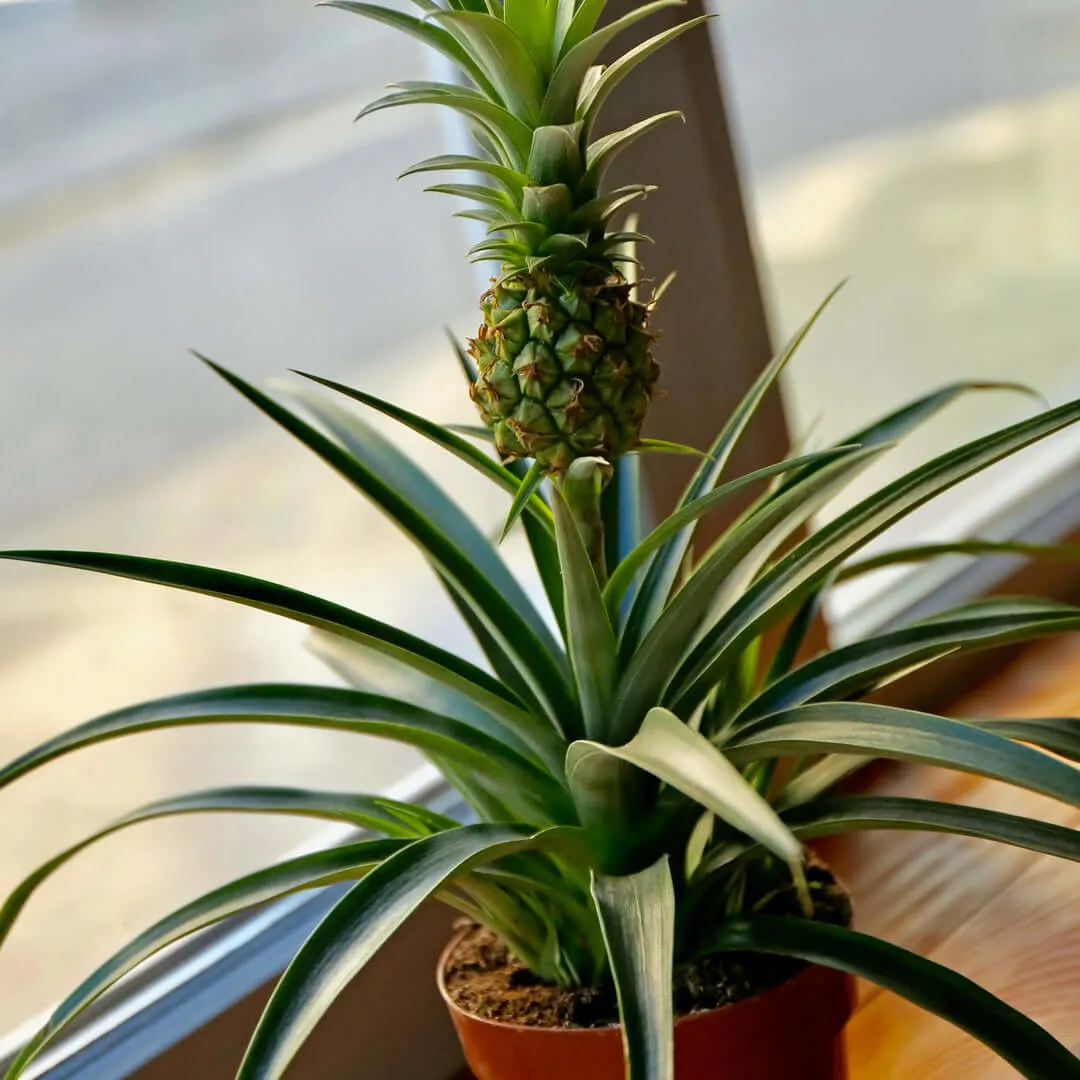 Golden Pineapple Plant