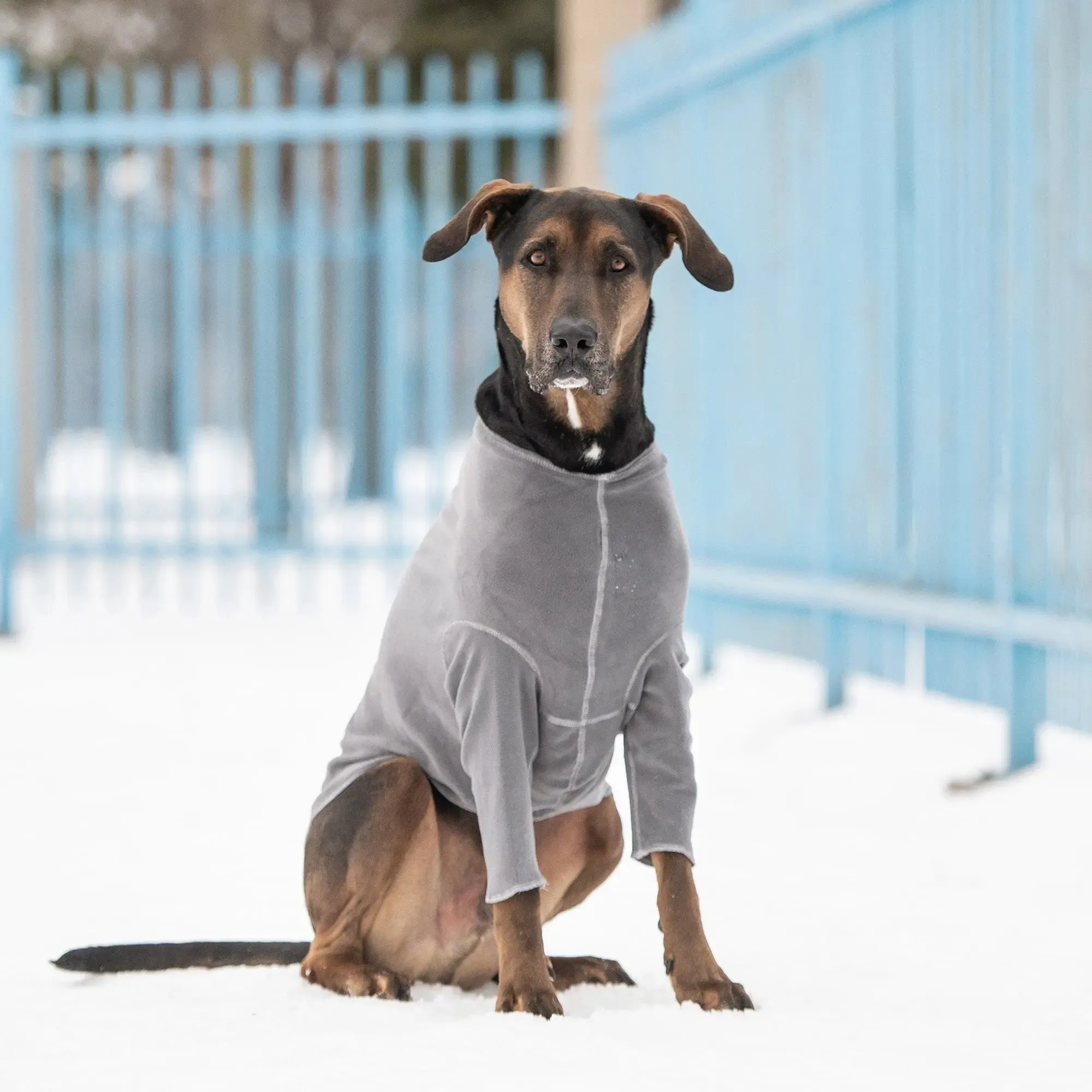 Gondola Base Layer for Dogs | Charcoal