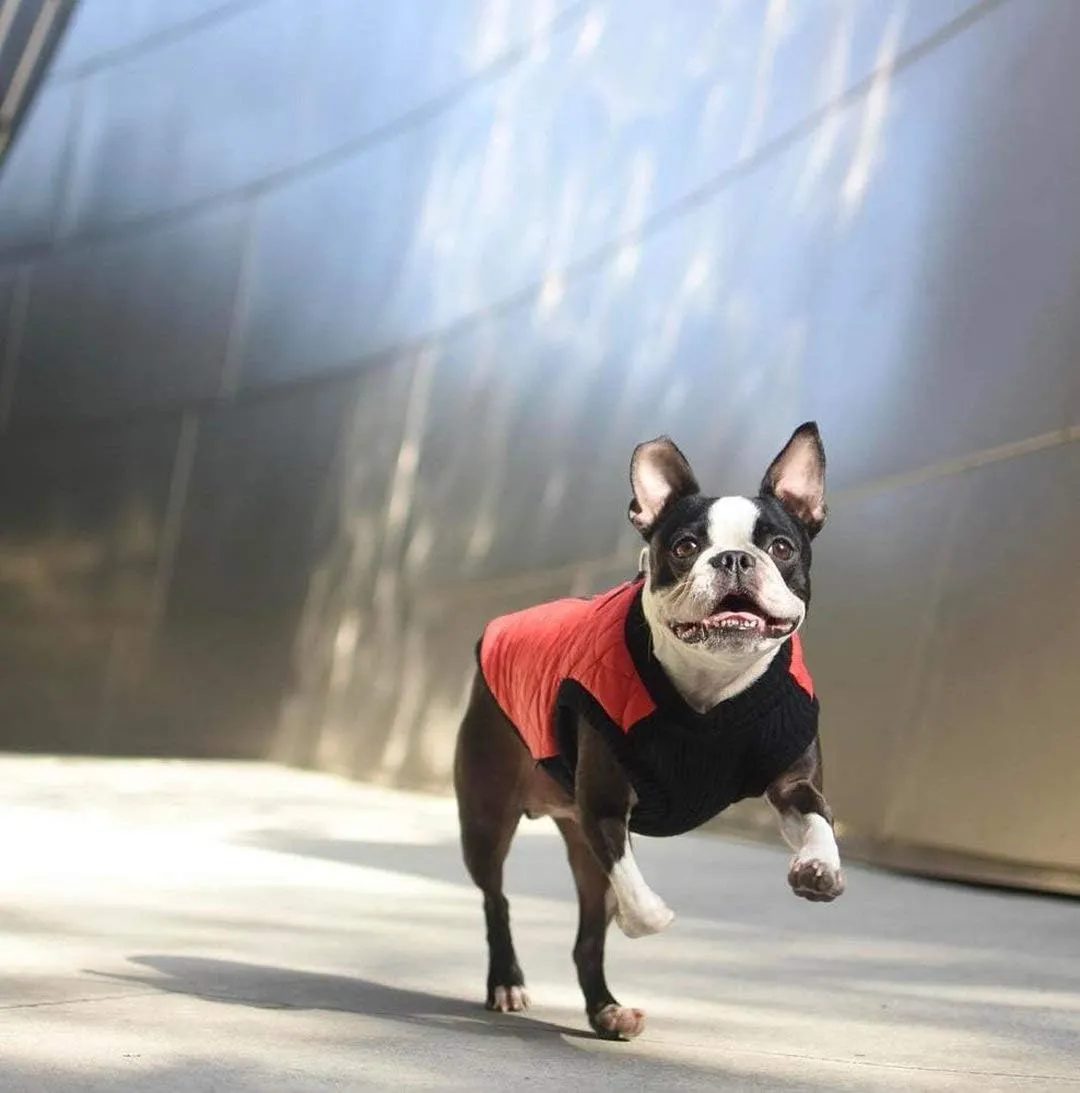 Gooby Fashion Vest Dog Jacket - Green, Medium - Warm Zip Up Bomber Vest with Dual D Ring Leash - Winter Water Resistant Small Dog Sweater