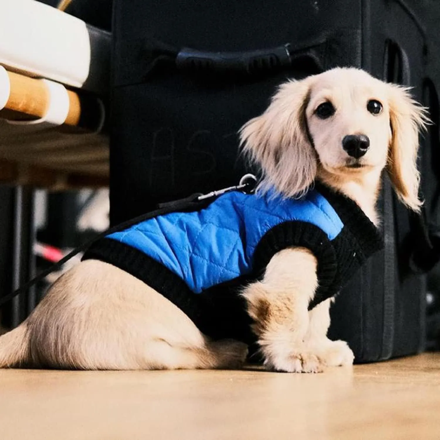 Gooby - Fashion Vest, Small Dog Sweater Bomber Jacket Coat with Stretchable Chest, Blue, Medium