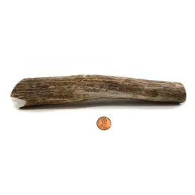 Hard Density Jumbo  Whole Antler Chew