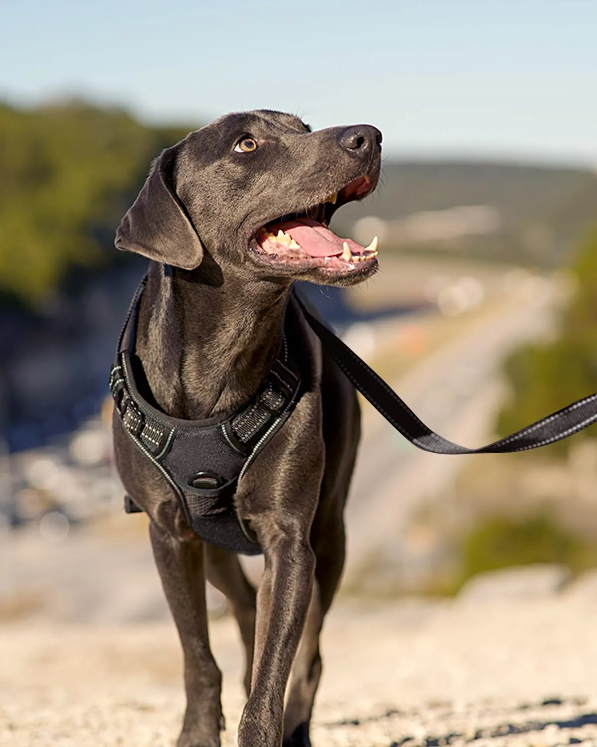 Joytale No Pull Dog Harness for Extra Large Dogs, Reflective Pet Vest with Front Clip, Adjustable Soft Padded Harnesses with Easy Control Handle for Training and Walking, Black, XL