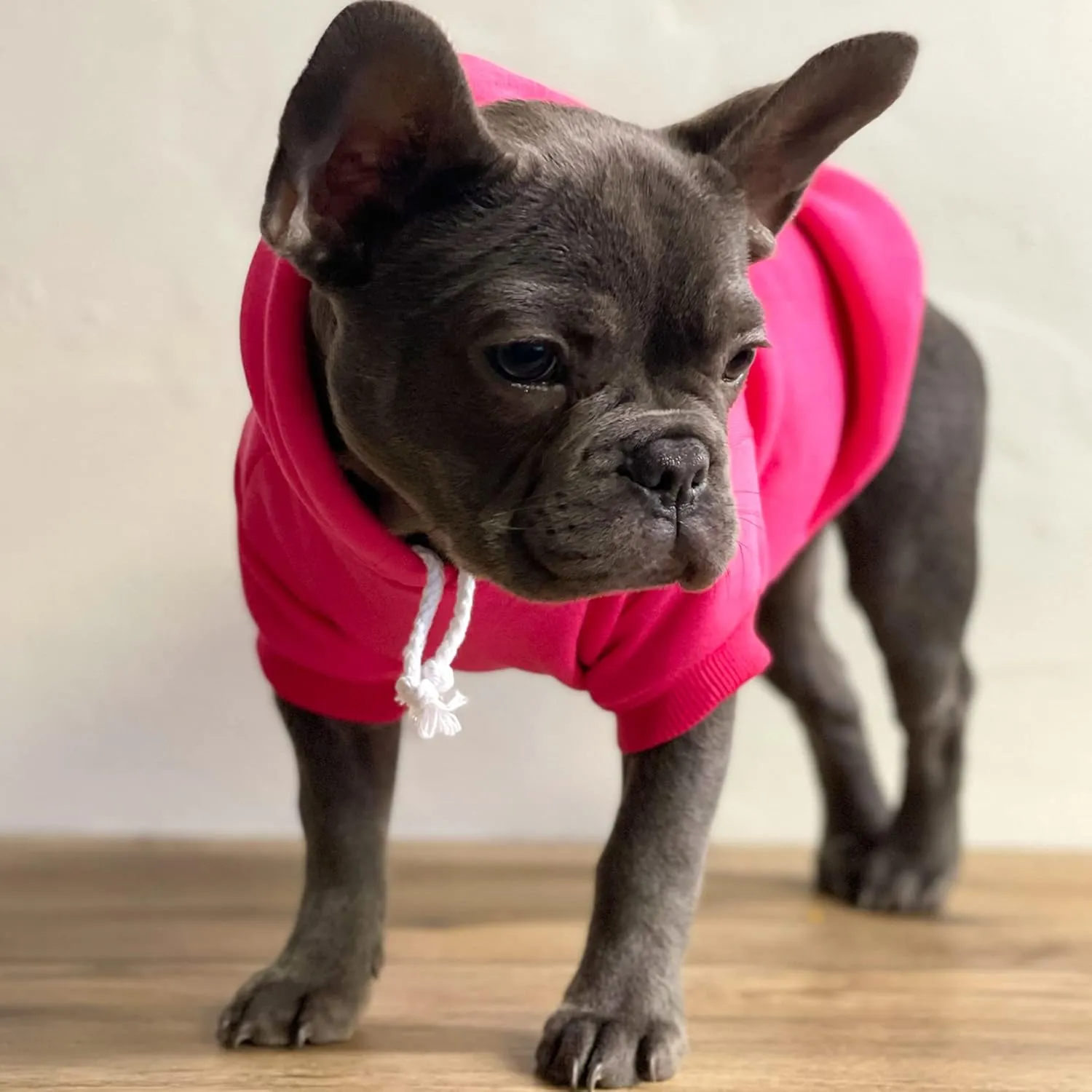 My Dad is Single Dog Hoodie Fleece Lined Pullover Sweatshirt with Leash Hole (Red, X-Large 114)