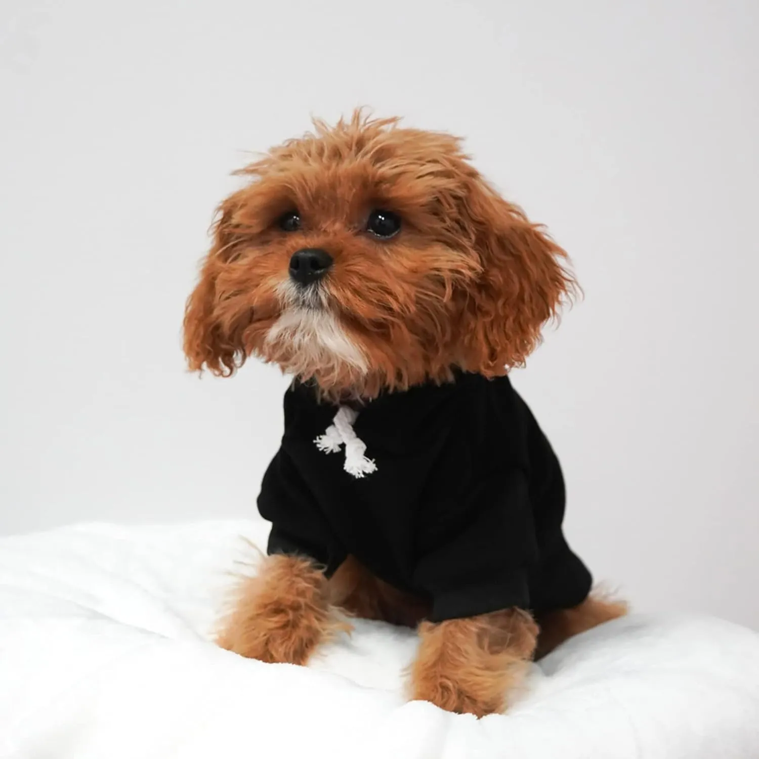 My Dad is Single Dog Hoodie Fleece Lined Pullover Sweatshirt with Leash Hole (Red, X-Large 114)