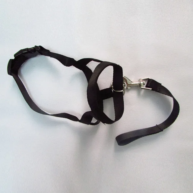 Pet Safe Gentle Halt Head Collar
