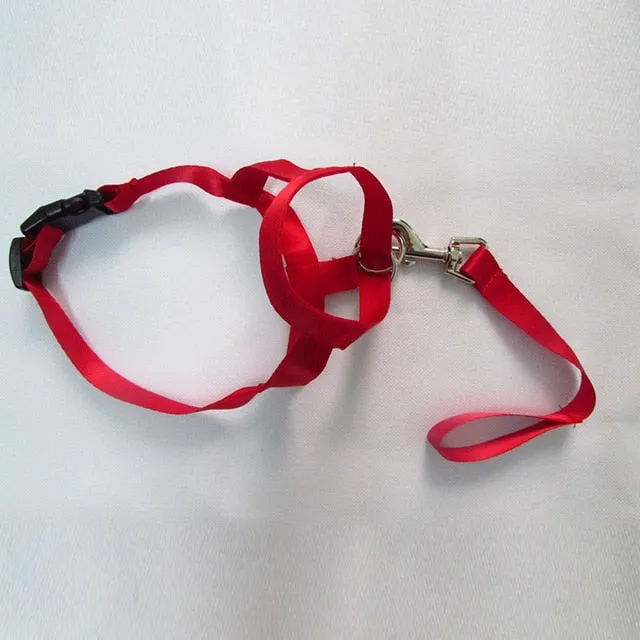 Pet Safe Gentle Halt Head Collar