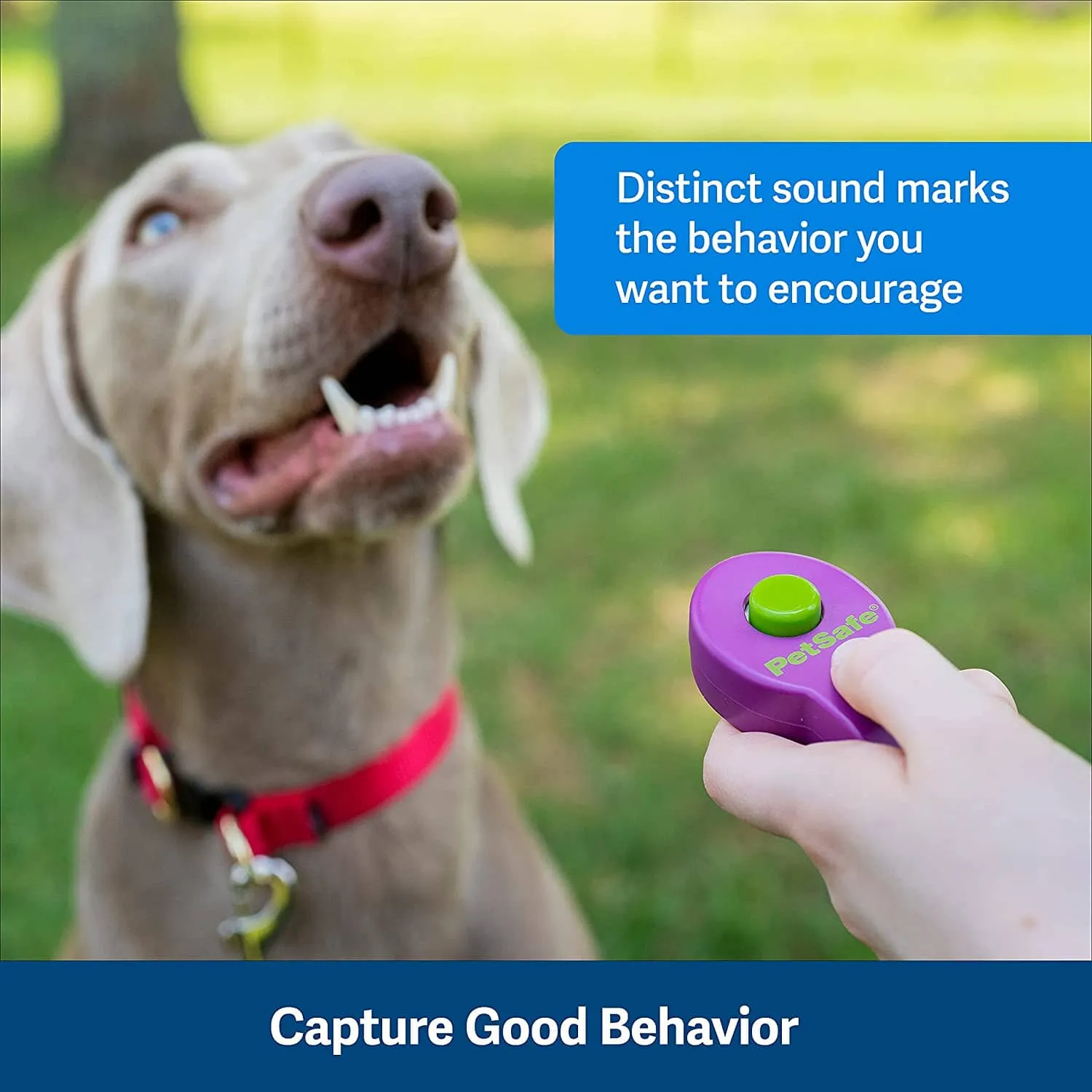 Petsafe Clik-R Pet Training Clicker - Purple
