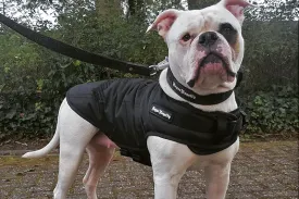 Rogue Active Dog Jacket - 'BLACK'