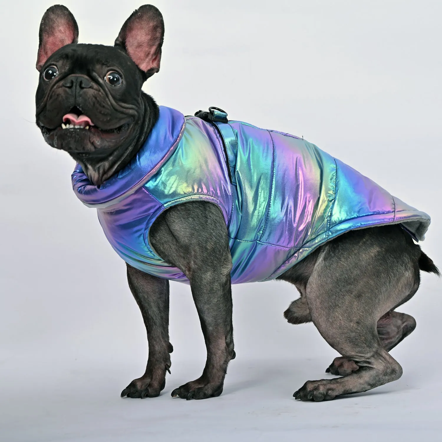 Snow Shield Frenchie Reflective Winter Warm Jacket V1