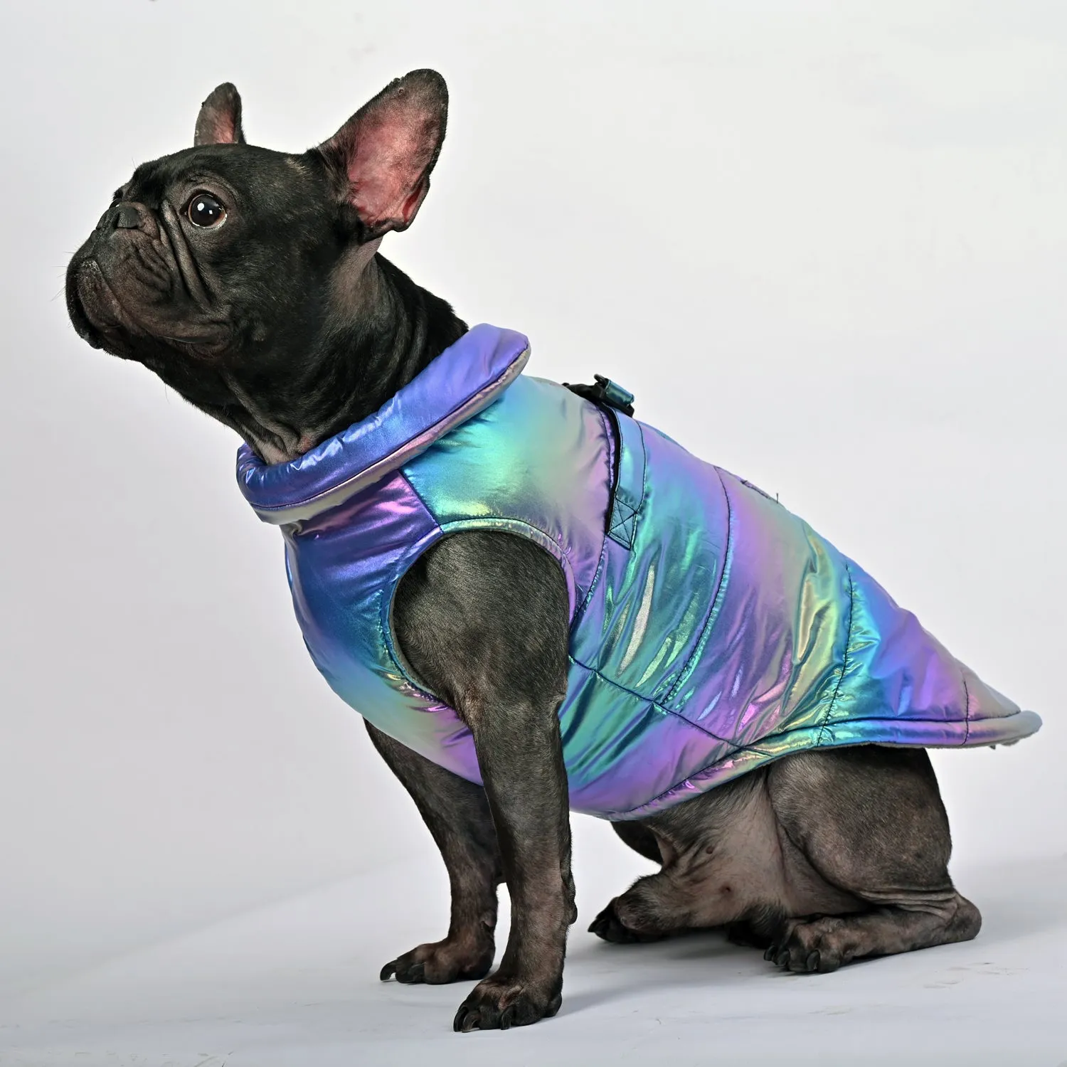 Snow Shield Frenchie Reflective Winter Warm Jacket V1