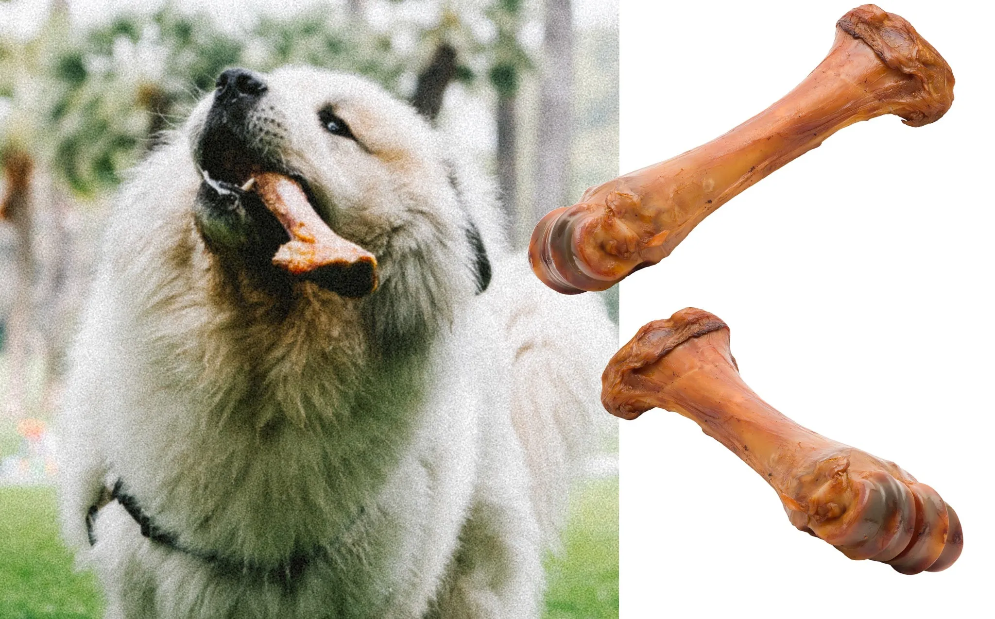 Super Snouts Shankzilla
