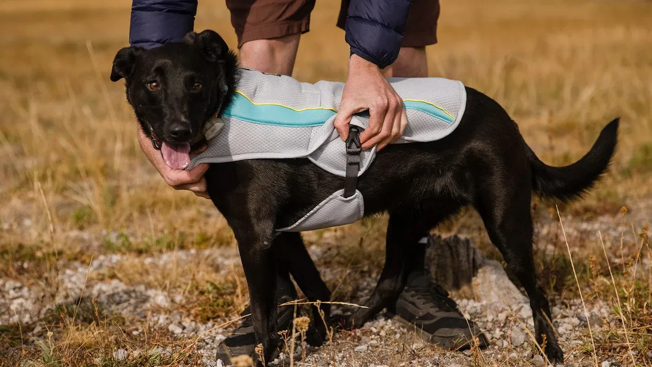 Swamp Cooler Dog Vest