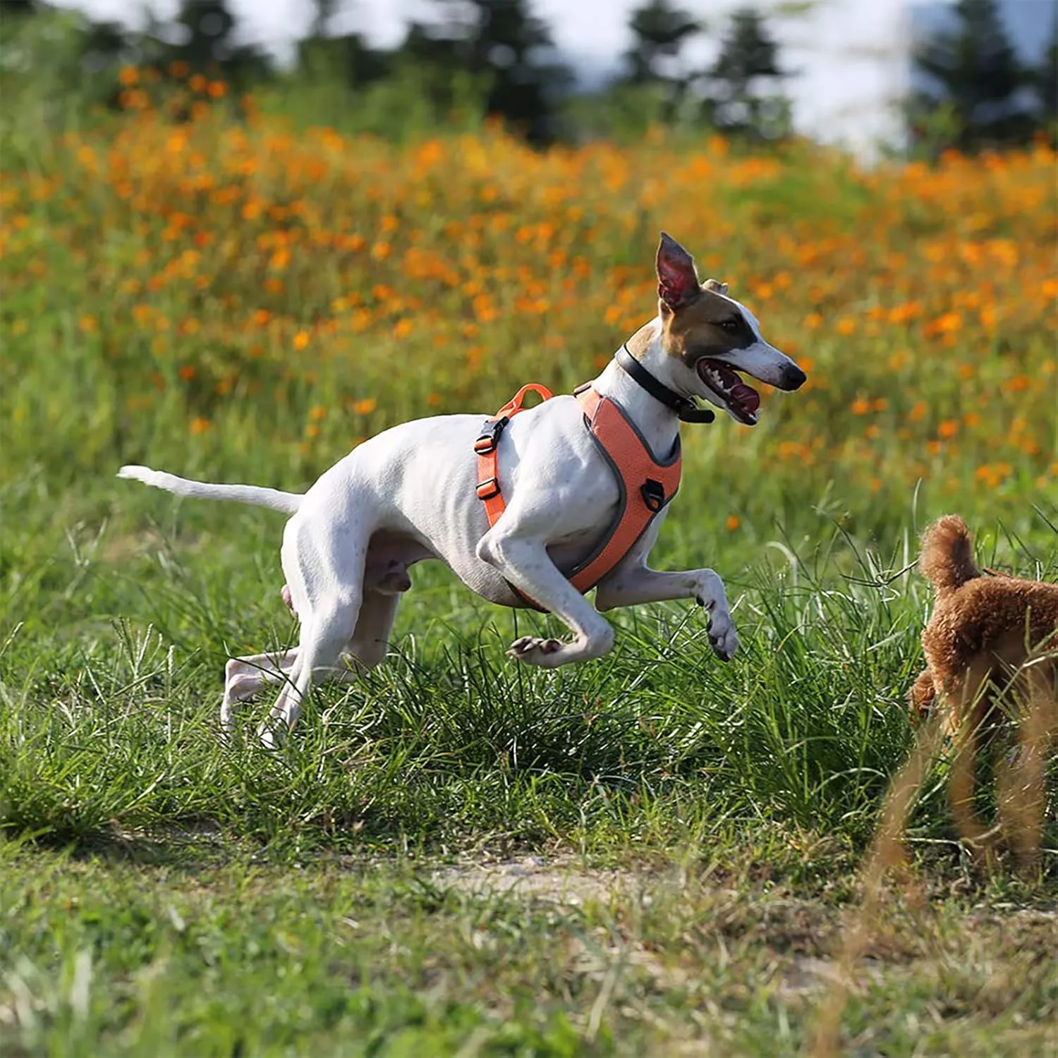 TRUE LOVE Dog Harness Outdoor Adventure II Reflective Vest with 2 Leash Attachments Matching Leash and Collar Available TLH6071