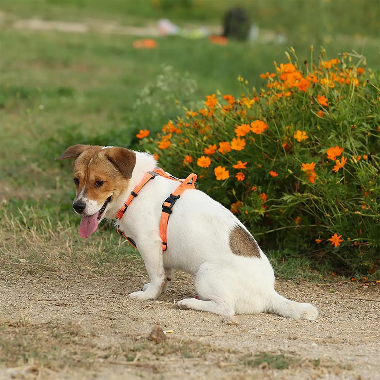 TRUE LOVE Dog Harness Outdoor Adventure II Reflective Vest with 2 Leash Attachments Matching Leash and Collar Available TLH6071