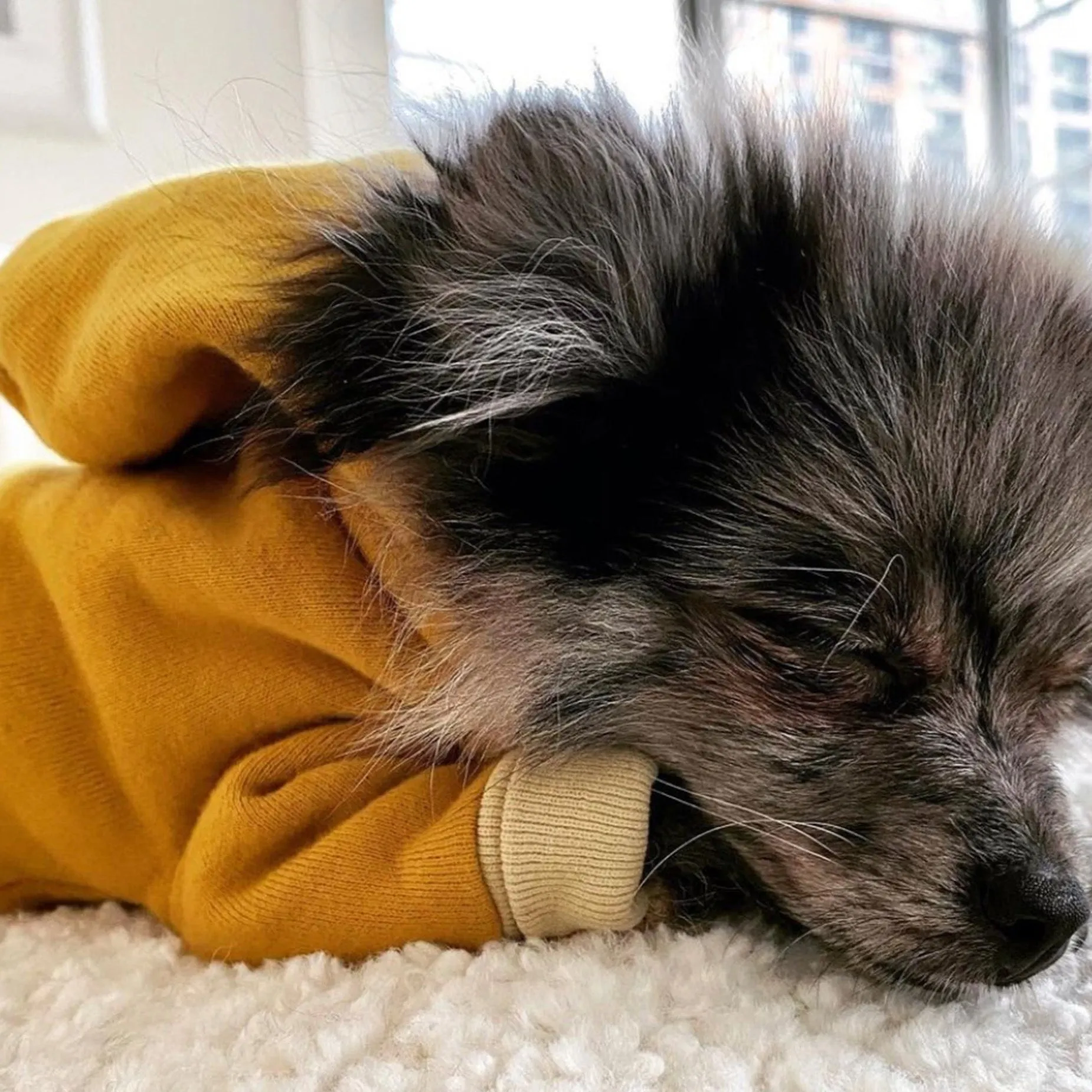 Twinkle Twinkle Little Bark | Marigold Dog Hoodie