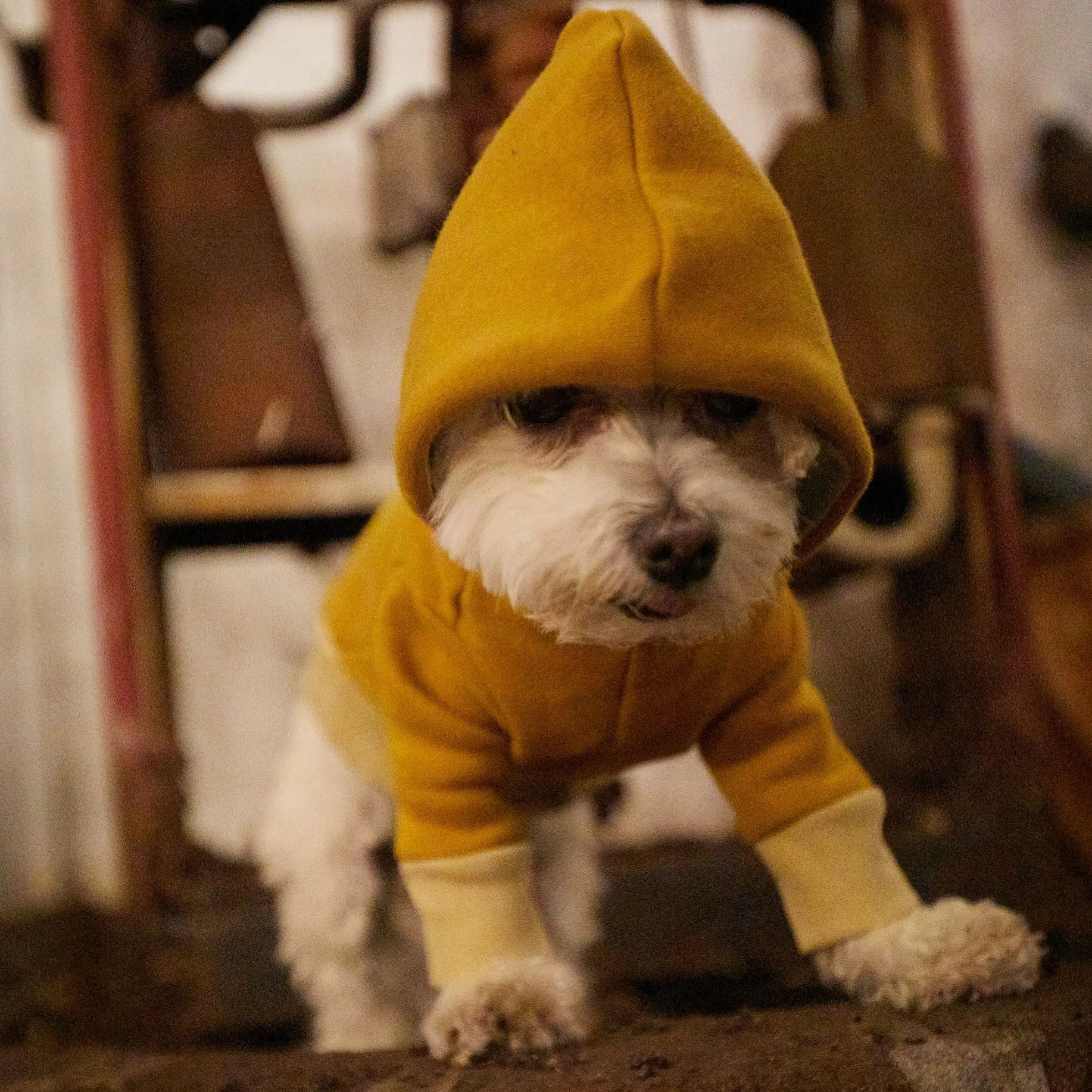 Twinkle Twinkle Little Bark | Marigold Dog Hoodie
